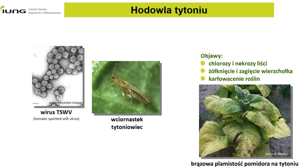 Prezentacja "Najnowsze osiągnięcia w krajowej hodowli tytoniu"