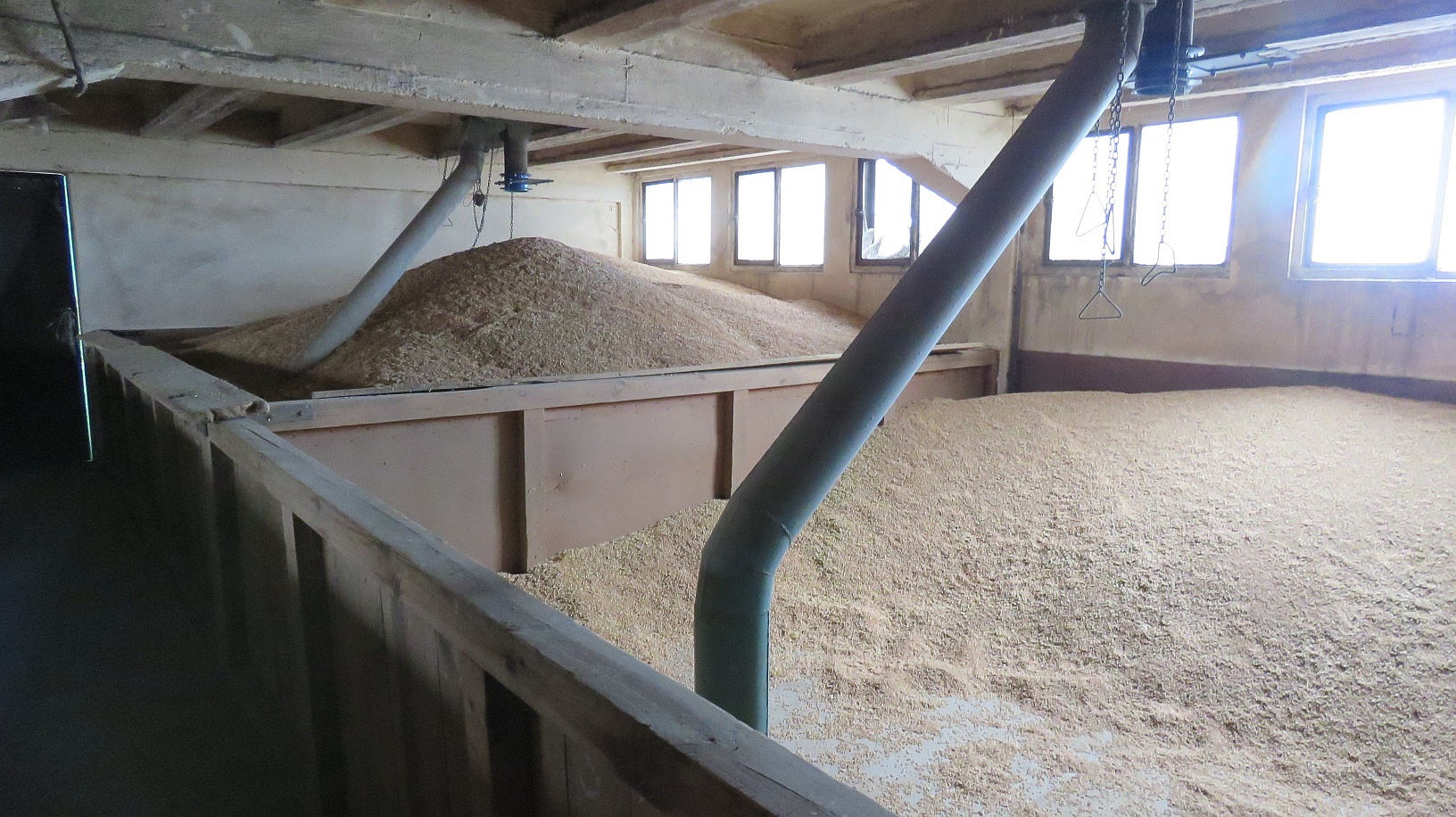 Plony 2022 r. w Błoniu – Topoli, przechowywana pszenica wg odmian