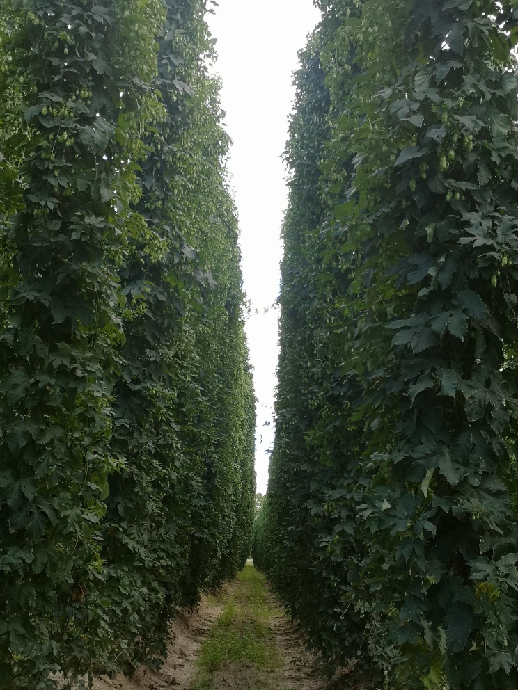 plantacja chmielu Magnum przed zbiorem