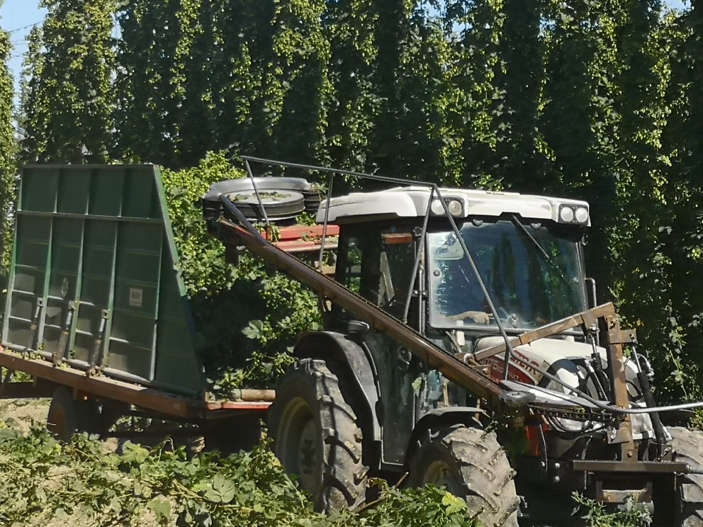 pozyskiwanie roślin chmielu na plantacji