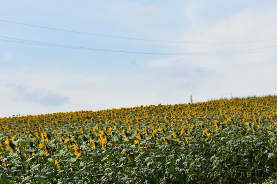 Plantacja słonecznika