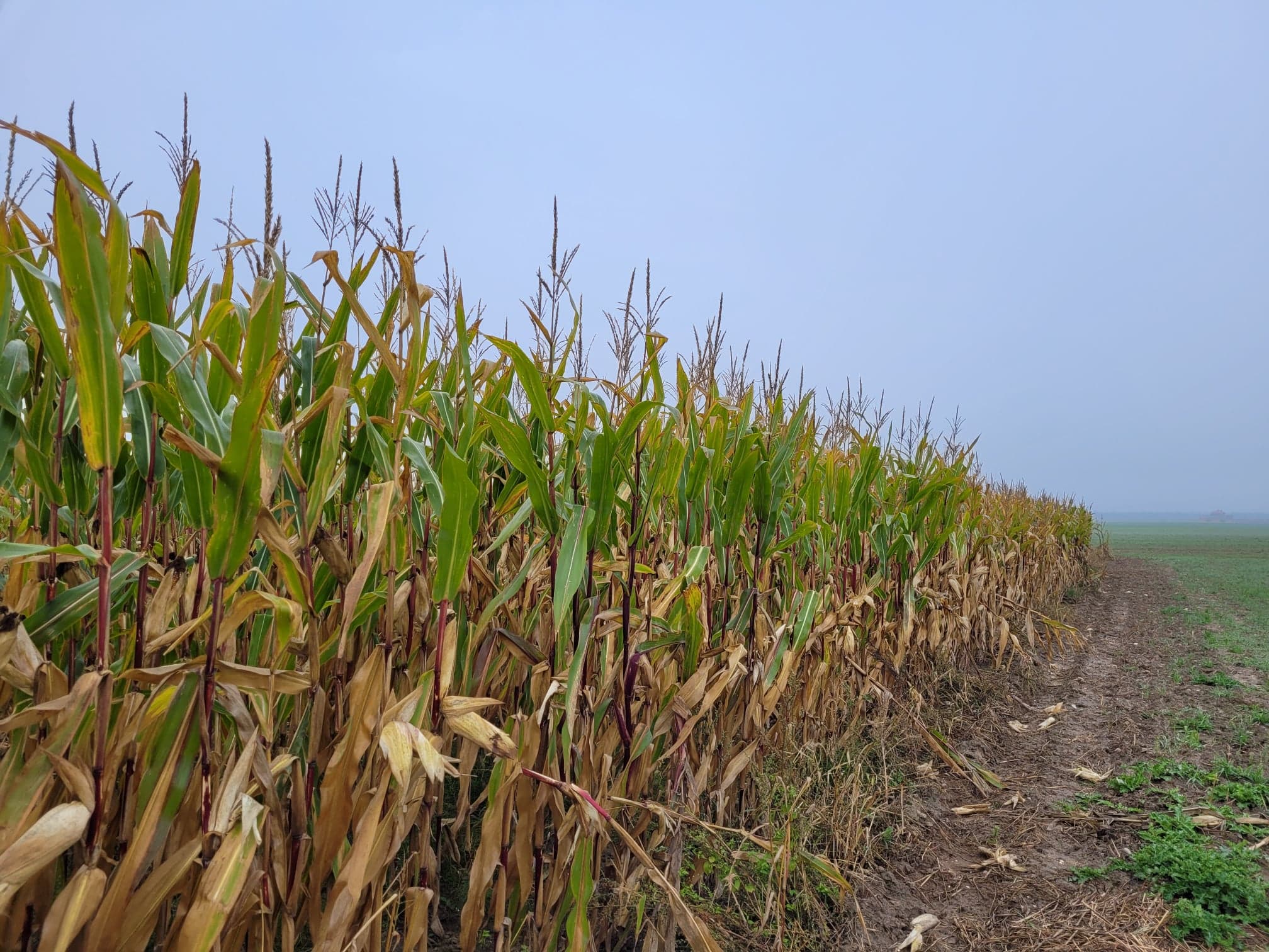 Ekologiczna uprawa kukurydzy