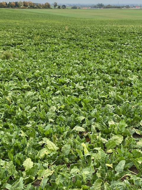 Plantacja buraka cukrowego