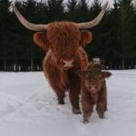 krowy rasy Highland Cattle