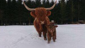 krowy rasy Highland Cattle