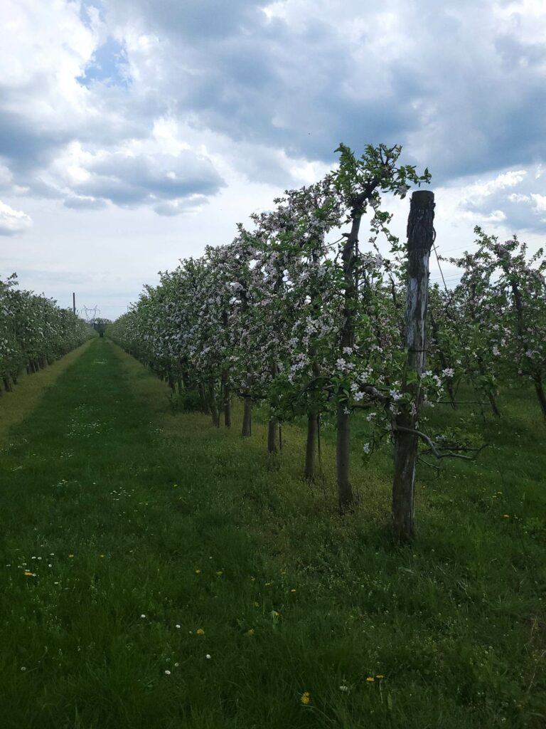kwitnienie jabłoni