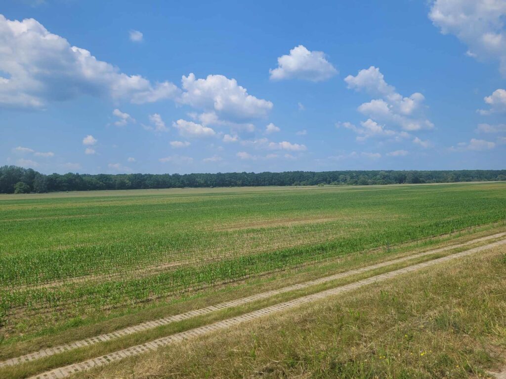 Widok z wału wiślanego na kukurydzę - widoczne zmienności glebowe - początek czerwca