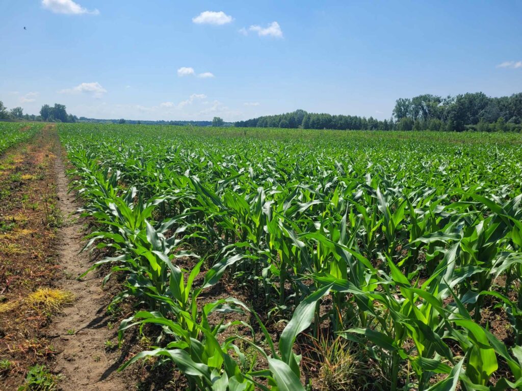 Kukurydza - pole doświadczalne