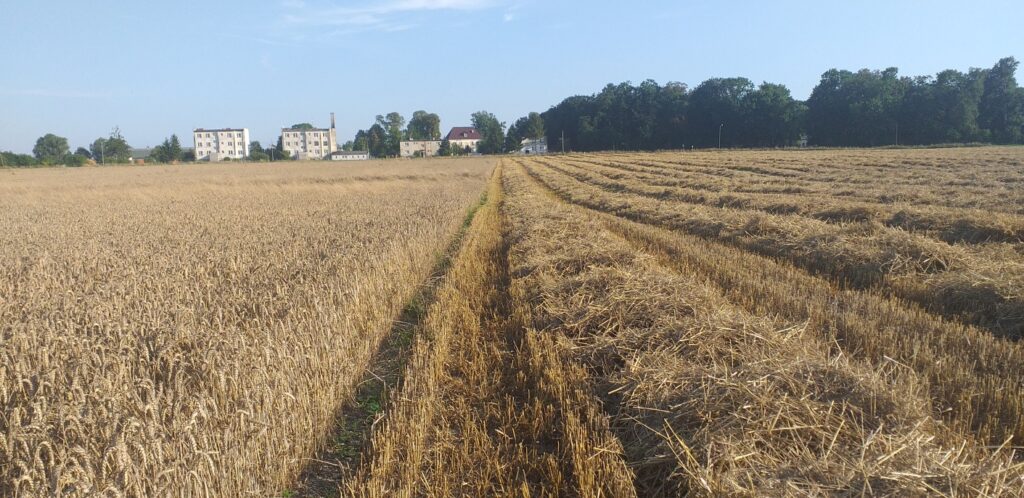 Pole pszenicy ozimej w trakcie omłotu