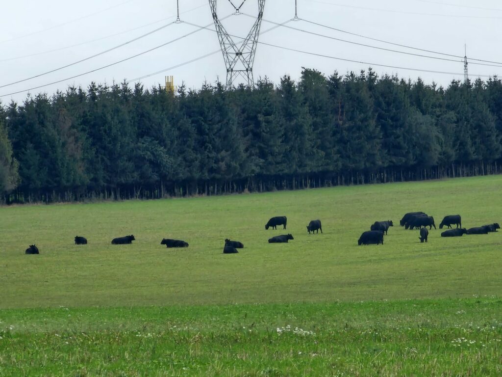 Bydło rasy Angus na pastwisku