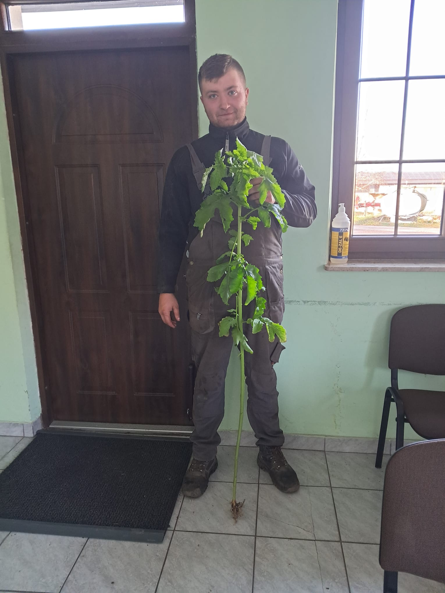 Niezwykły wzrost roślin poplonu w Osinach