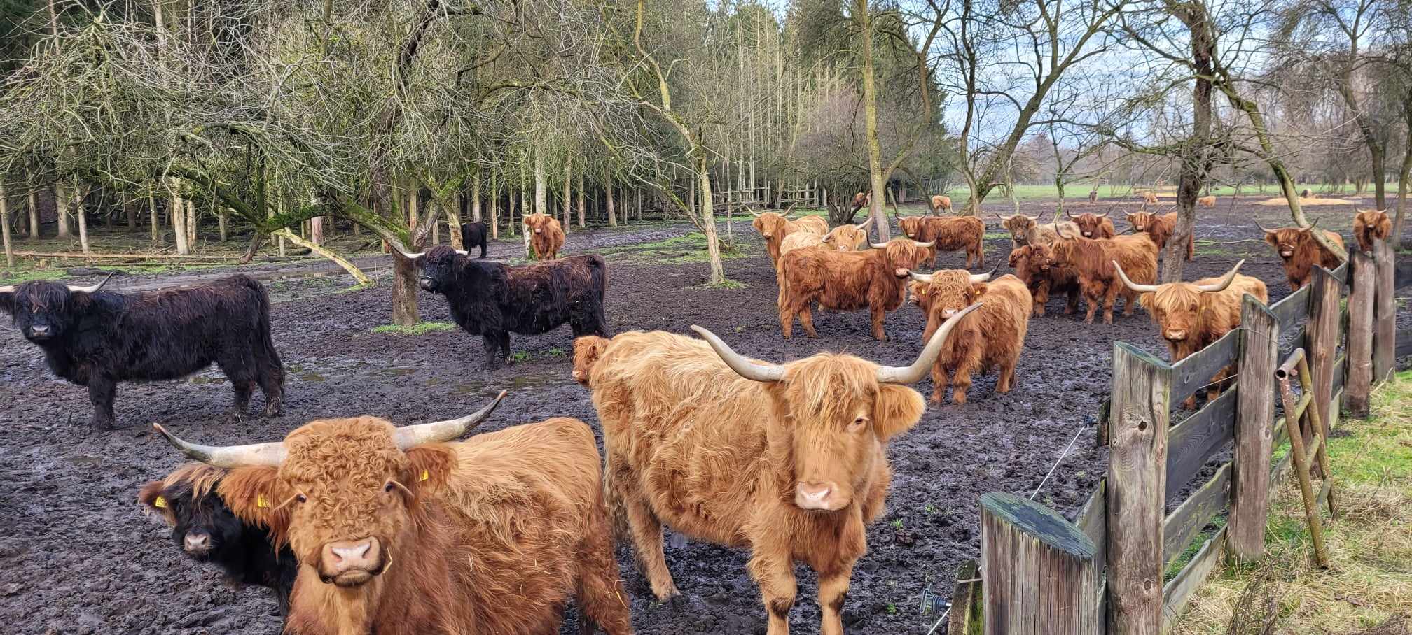 Bydło rasy Highland Cattle