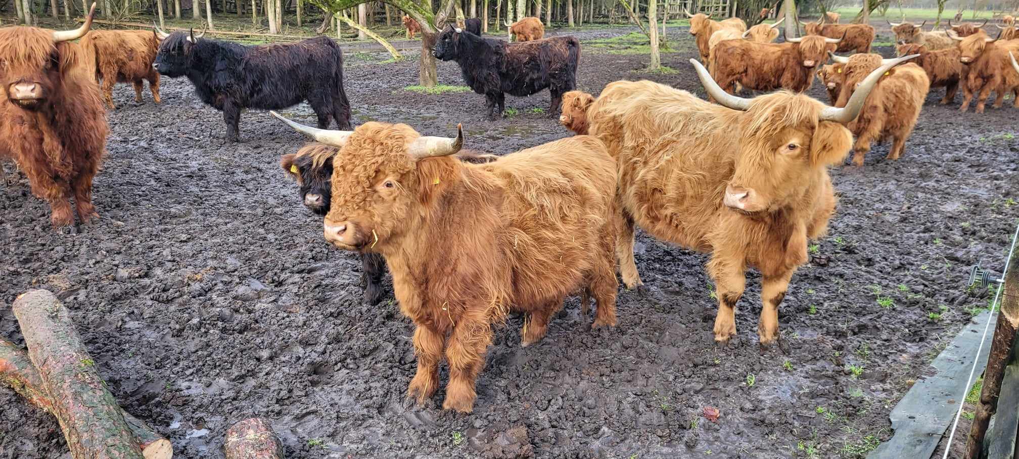 Bydło rasy Highland Cattle