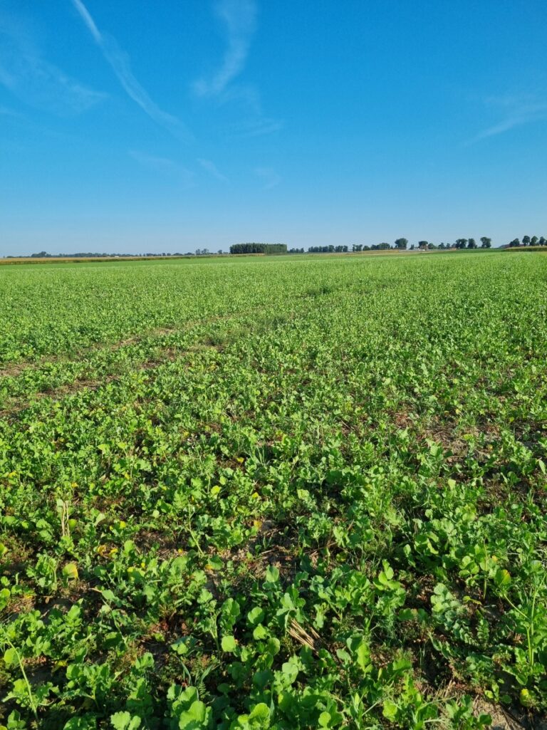 Błonie-Topola. Międzyplony ozime