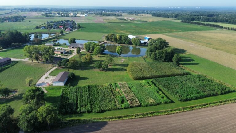 Kępa Puławy. Rośliny energetyczne oraz widok na gospodarstwo Osiny
