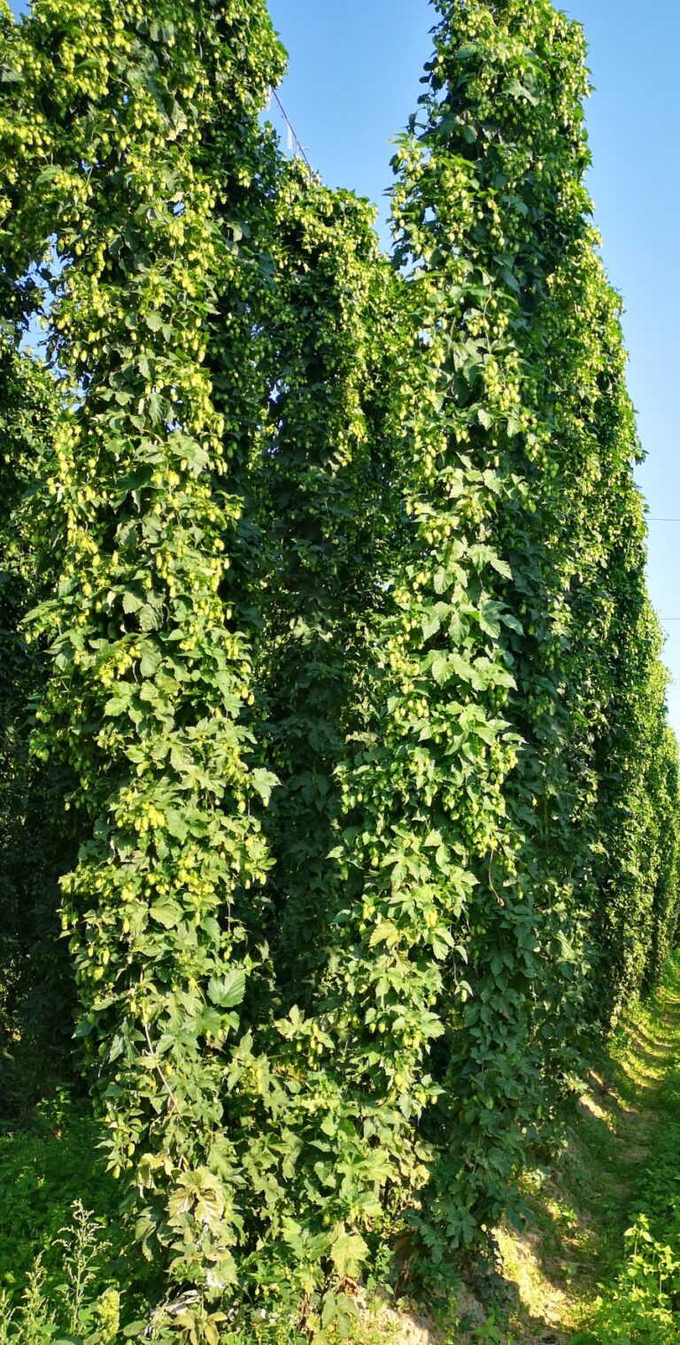 Jastków. Plantacja Hallertauer Magnum