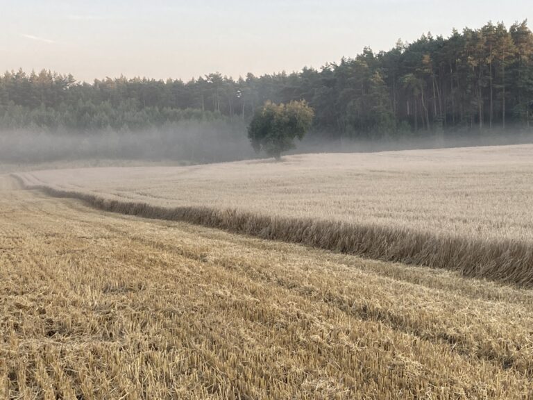 Wierzbno. Żniwa 2024
