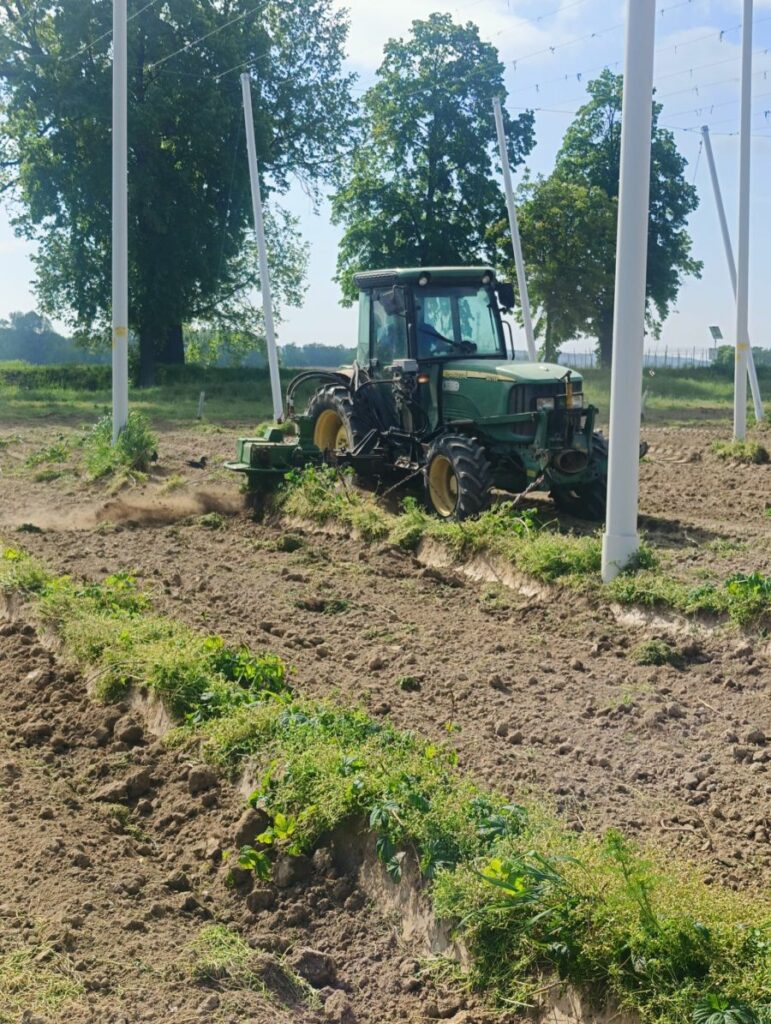 Ścinanie karp w chmielu RZD Kępa