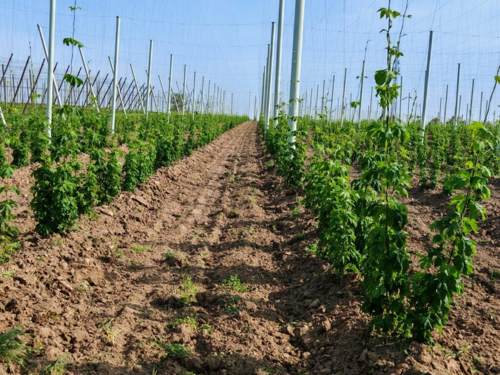 Plantacja chmielu odmiany Magnum RZD Jastków