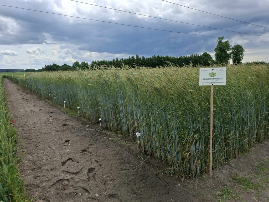 Doświadczenie z odmianami zbóż ozimych w ekologii RZD Borusowa