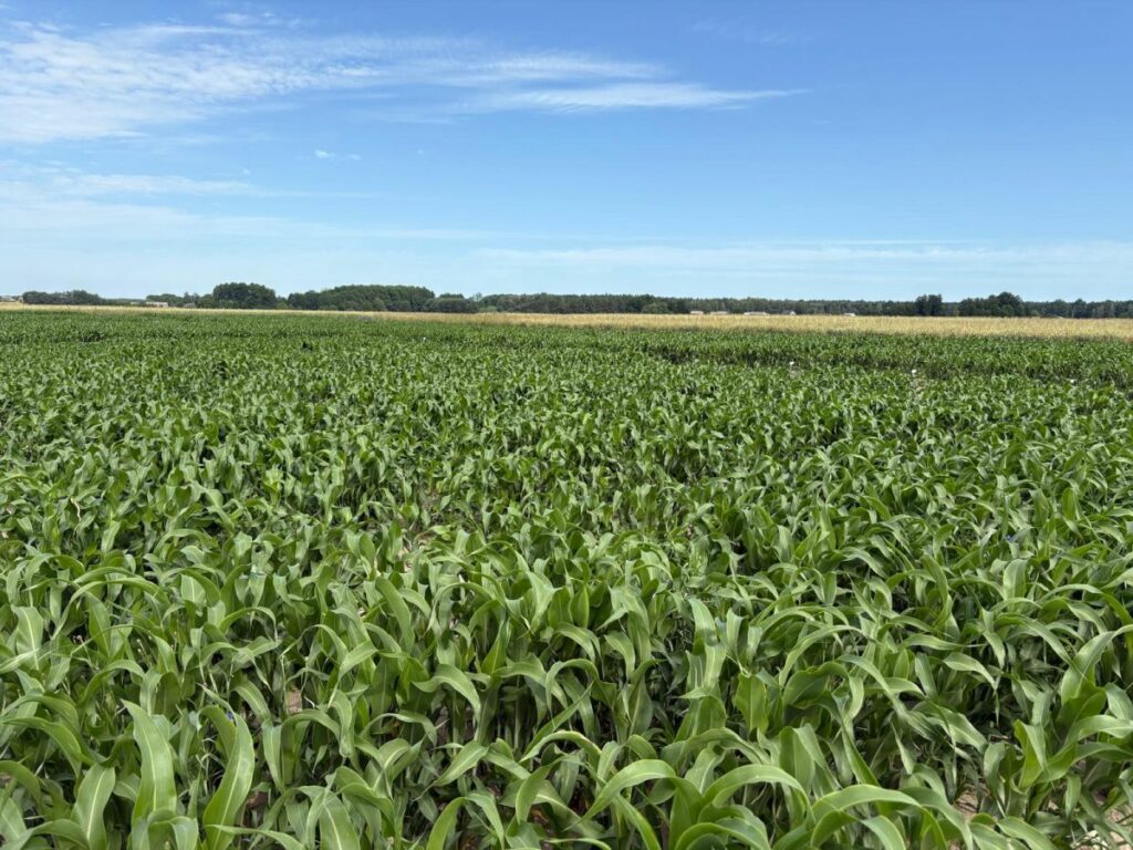 Sorgo gosp. Osiny RZD Kępa