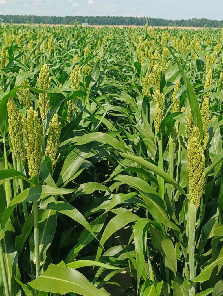 Dośw. Sorgo RZD Kępa