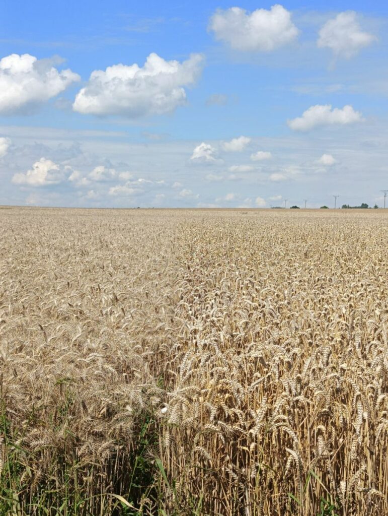 Doświadczenie odmianowe w pszenicy oz. RZD Kępa