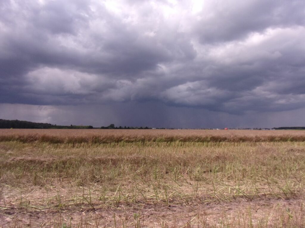 Zbliżające się opady deszczu nad pole rzepaku RZD Baborówko
