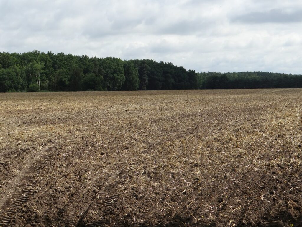 Ztależowane pole po zbiorach RZD Wierzbno