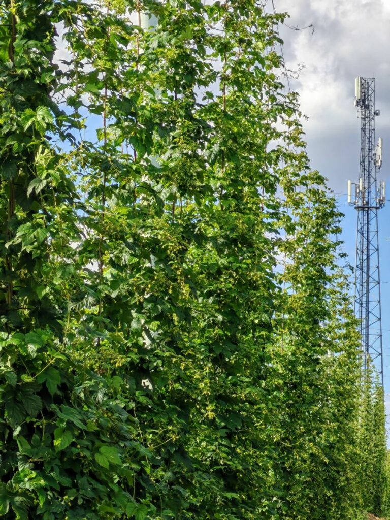 Plantacja Hallertauer Magnum RZD Jastków