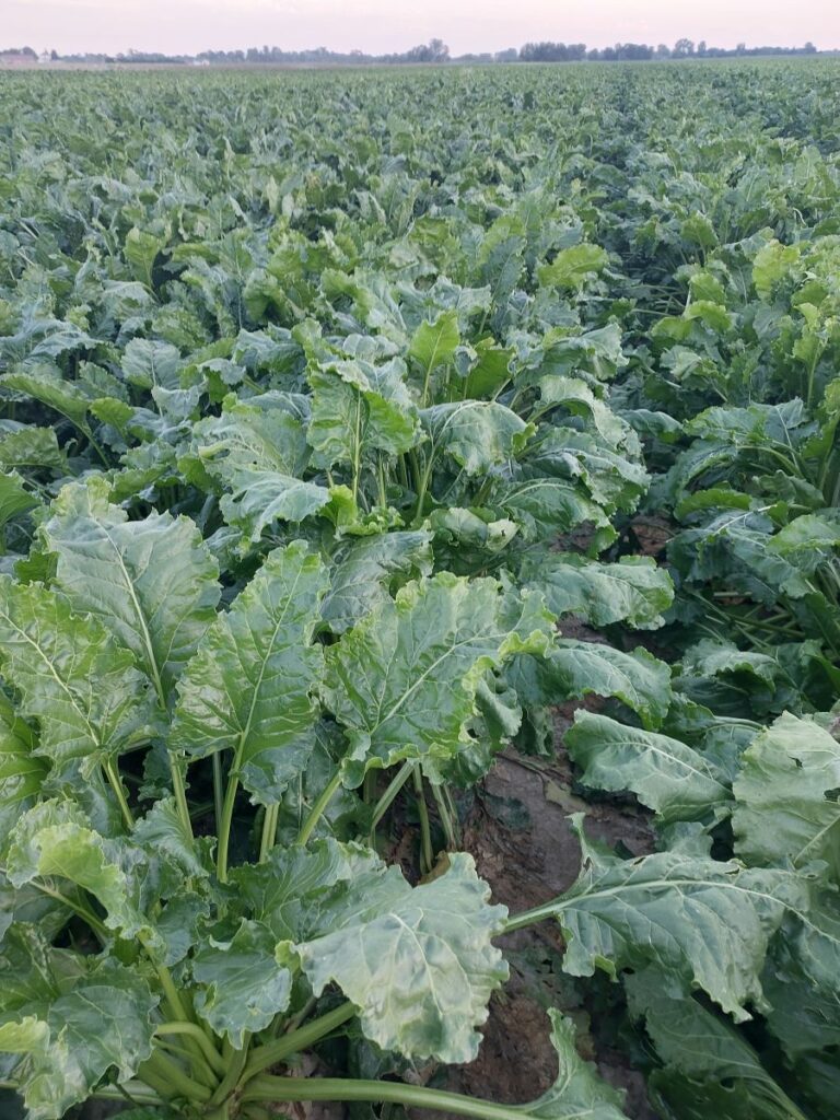 Pole V Buraki cukrowe RZD Borusowa
