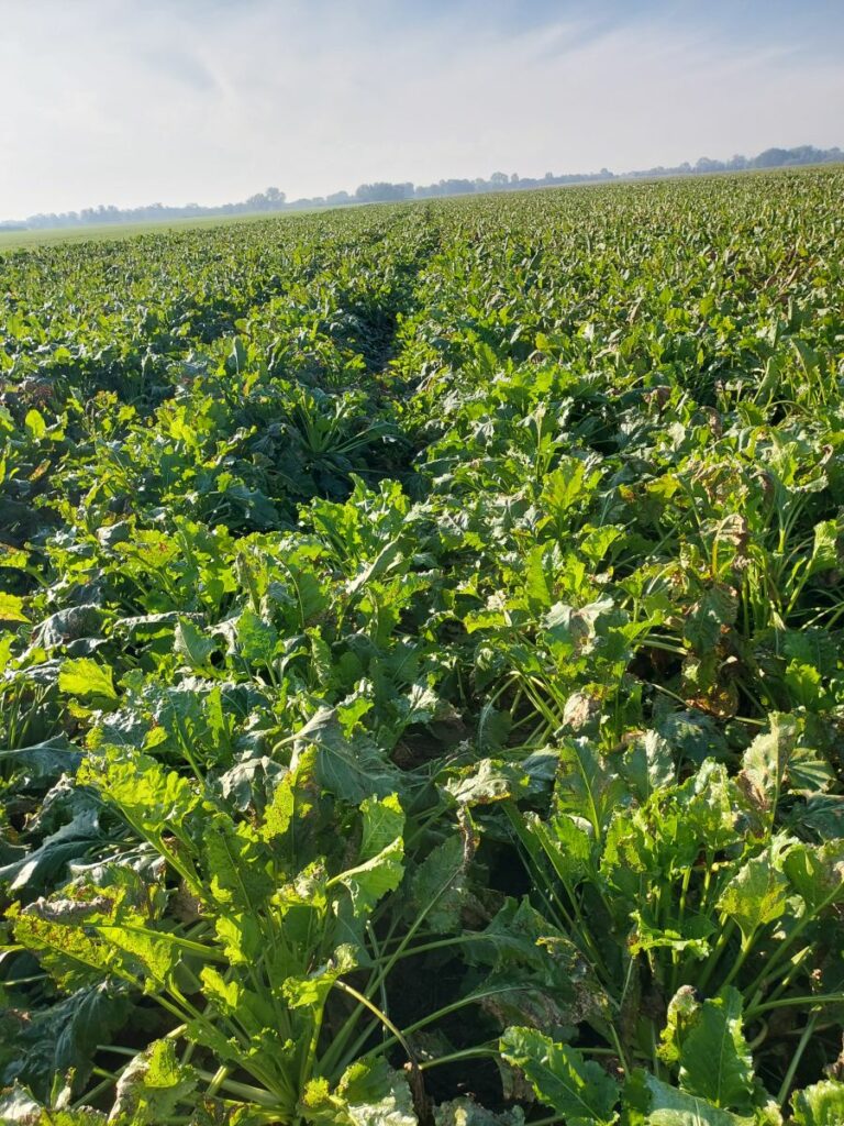 RZD Borusowa - Pole V Buraki cukrowe