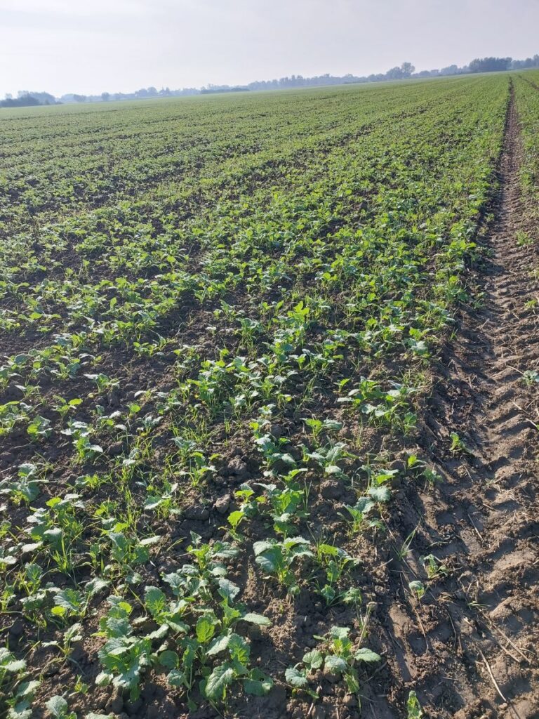 RZD Borusowa - Pole VI Rzepak Ozimy