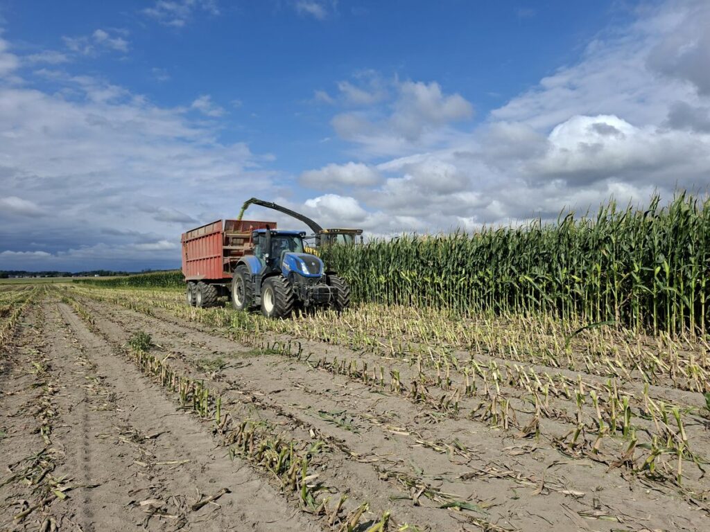 RZD Grabów - Zbiór kukurydzy