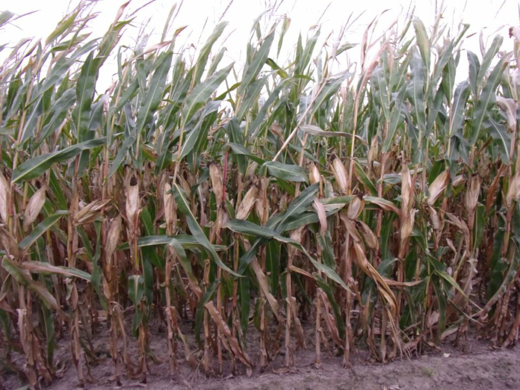 RZD Baborówko - kukurydza pod koniec września