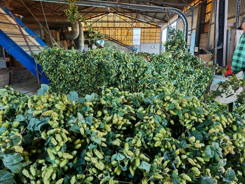 RZD Jastków - zbiór chmielu