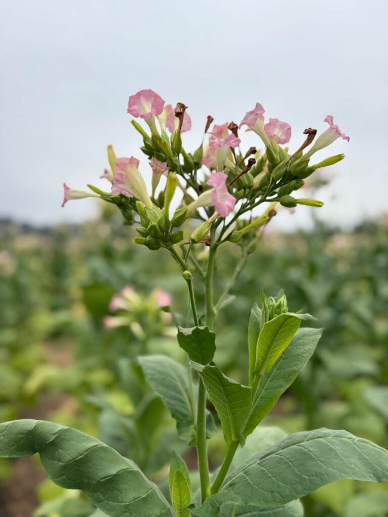 RZD Kępa - tytoń w doświadczeniach polowych