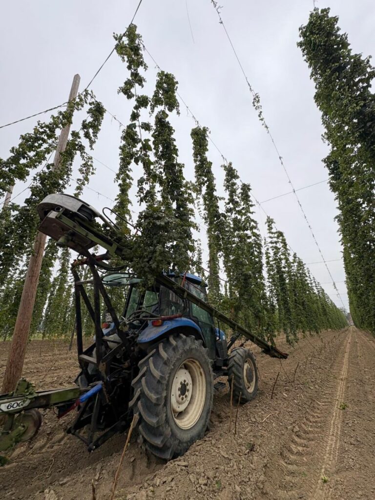 RZD Kępa - zbiór chmielu