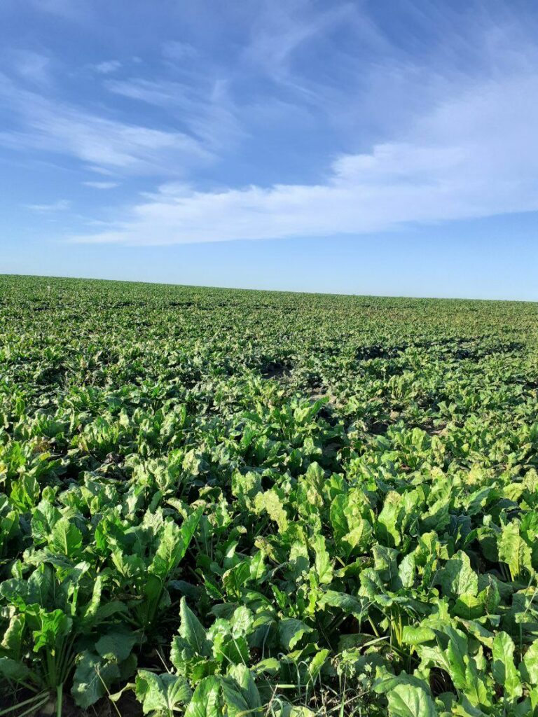 RZD Wielichowo - Buraki cukrowe, pole A3