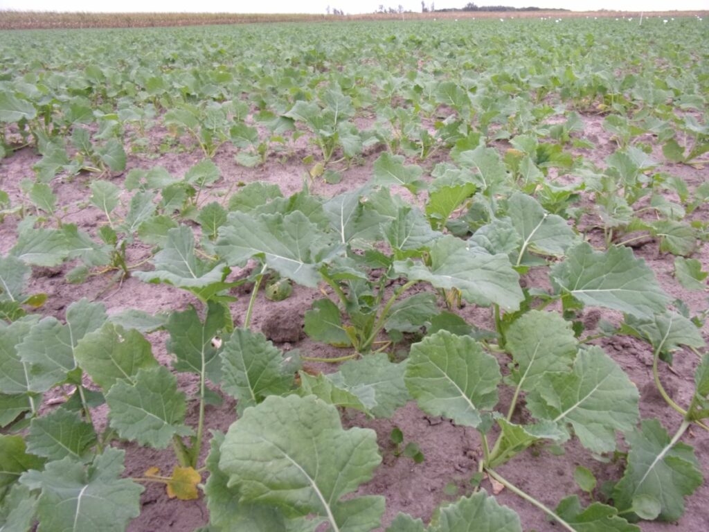 RZD Baborówko - rzepak pod koniec września