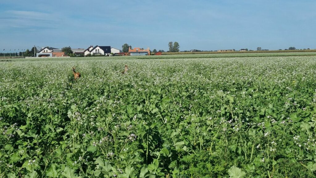 RZD Błonie-Topola - międzyplony ozime