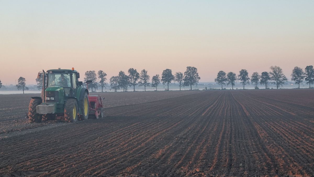 RZD Błonie-Topola - siew pszenicy ozimej