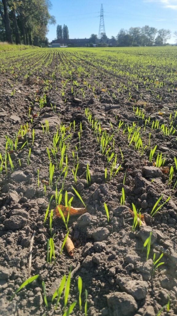 RZD Błonie-Topola - wschody pszenicy ozimej