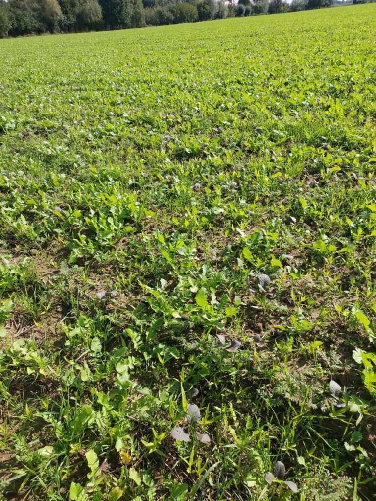 RZD Borusowa - Pole II Poplon