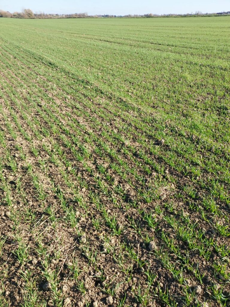 RZD Borusowa -Pole III Pszenica oz Absint