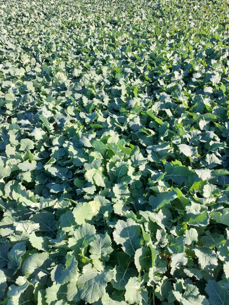 RZD Borusowa - Pole IV Rzepak ozimy pole IV