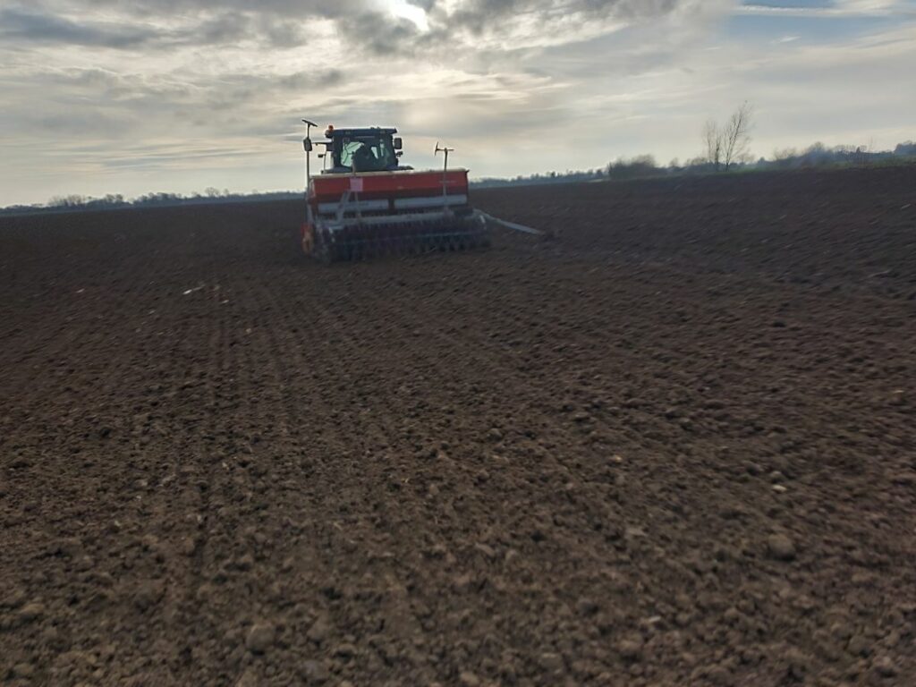 RZD Borusowa - Pole V Siew pszenicy po burakach
