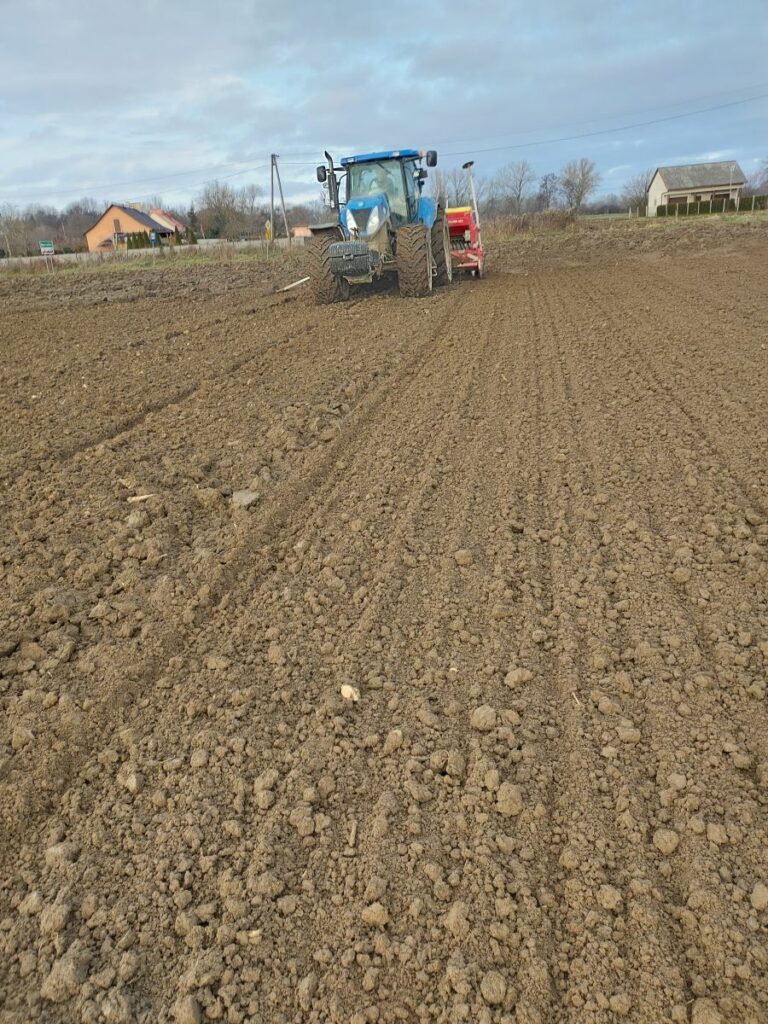 RZD Borusowa - Pole V Siew pszenicy po burakach