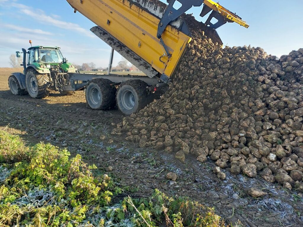 RZD Borusowa - Pole V Zbiór buraków