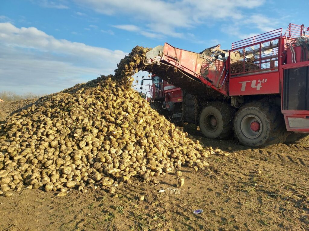 RZD Borusowa - Pole V Zbiór buraków